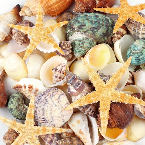 Pcs natural seashells - 80+, and