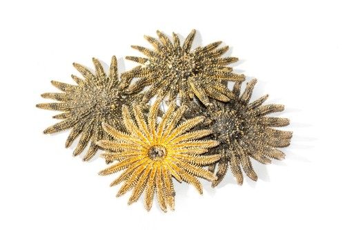 Multileg sunflower starfish - multileg,