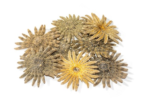 Multileg sunflower starfish - multileg,