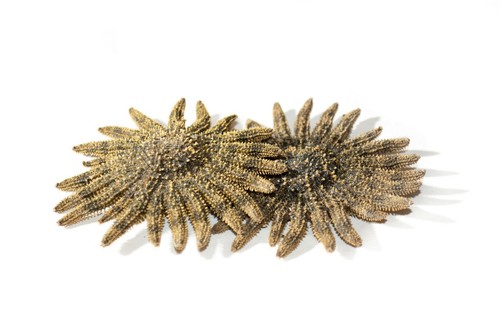 Multileg sunflower starfish - sunflower,