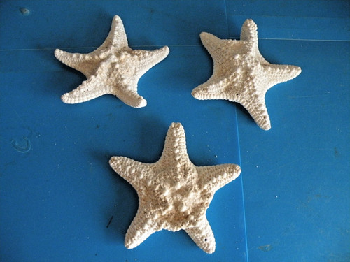 Knobby white starfish lot - knobby,