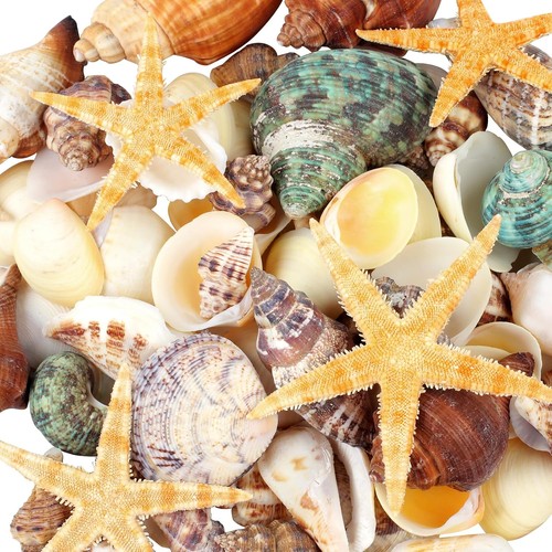 Natural seashells starfish - natural,