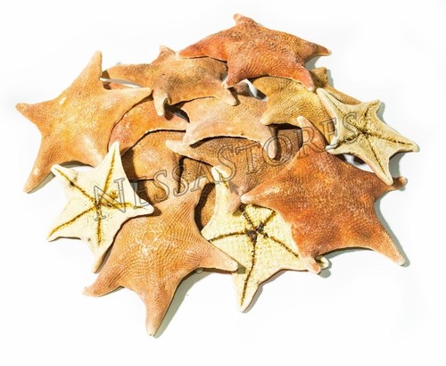 Bat starfish sea shell - sea, beach