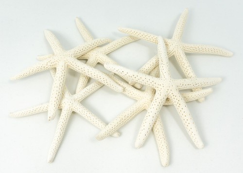 Starfish decor star fish for - -,