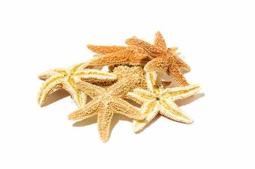 Nessastores sugar starfish - nessastores-,