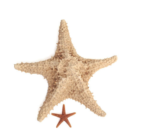 Starfish set two and - set,