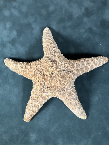 Natural dried starfish - natural,